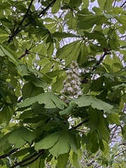 Aesculus hippocastanum