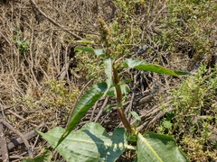 Rumex crispus