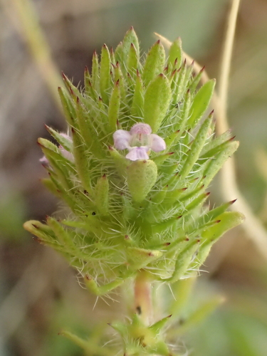 iNaturalist observation photo of thyme-leaved pogogyne