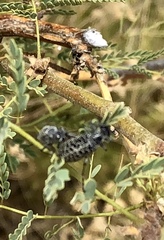 Epicauta maculata-group