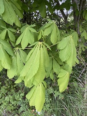 Aesculus hippocastanum
