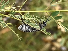 Epicauta maculata-group