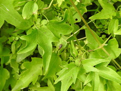 Horciasinus argentinus