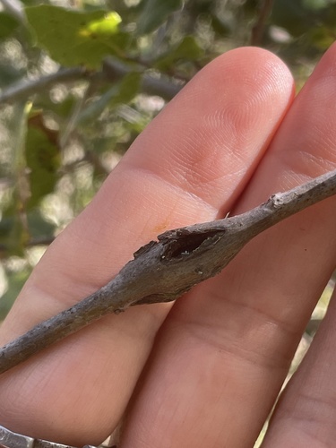 iNaturalist observation photo of Ruptured Twig Gall Wasp