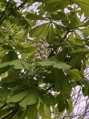 Aesculus hippocastanum