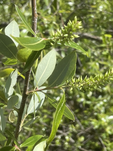 iNaturalist observation photo of Willows