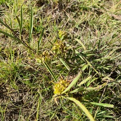 Crabbea angustifolia