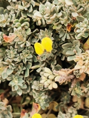 Medicago marina