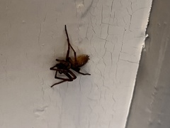 Uliodon albopunctatus