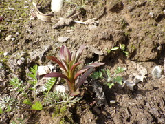 Chamaenerion angustifolium