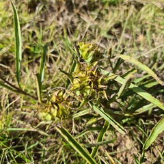 Crabbea angustifolia