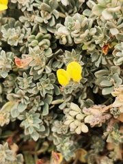 Medicago marina