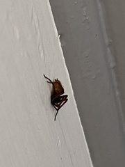 Uliodon albopunctatus