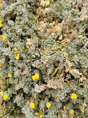 Medicago marina