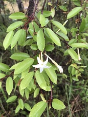 Hancornia speciosa