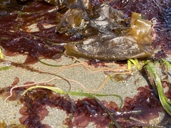 Amphiodia urtica