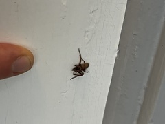 Uliodon albopunctatus