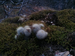 Mammillaria dixanthocentron