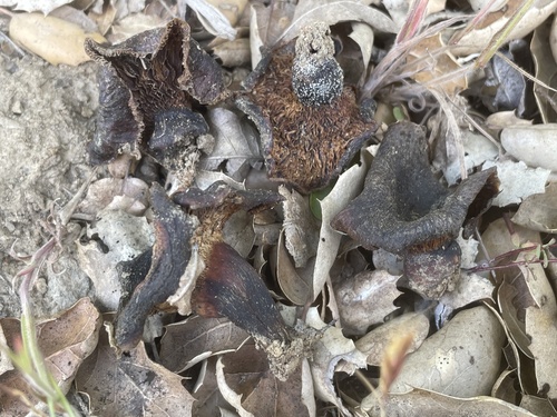 iNaturalist observation photo of golden milkcap