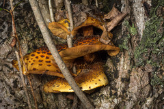 Pholiota glutinosa