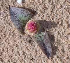 Lachenalia bulbifera