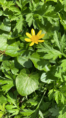 Ficaria verna