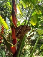 Eryphanis lycomedon