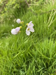 Cardamine pratensis
