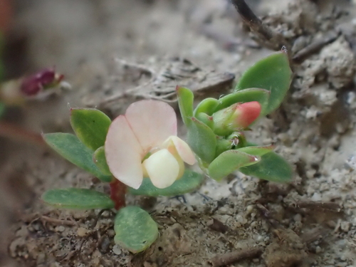 iNaturalist observation photo of Short-flower Deervetch