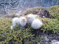 Mammillaria dixanthocentron