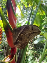 Eryphanis lycomedon