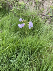 Cardamine pratensis