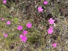 Sabatia grandiflora