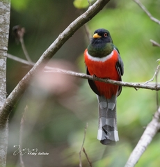 Trogon elegans ambiguus