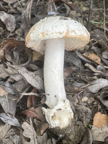 iNaturalist observation photo of springtime amanita