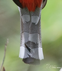 Trogon elegans ambiguus
