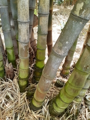 Dendrocalamus asper