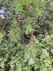 Larix decidua