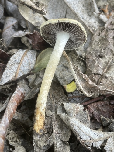 iNaturalist observation photo of Mulch Maids