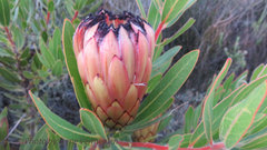 Protea burchellii × laurifolia