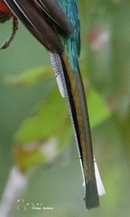 Trogon elegans ambiguus