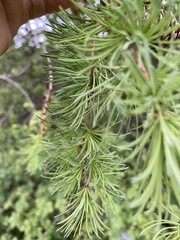 Larix decidua