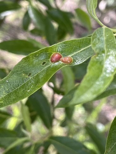 iNaturalist observation photo of Willow Apple Gall Sawfly