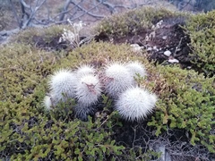 Mammillaria dixanthocentron