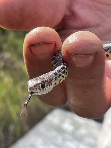 iNaturalist observation photo of Western Yellow-bellied Racer