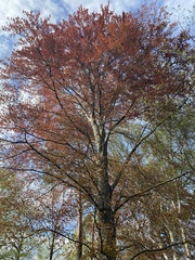 Fagus sylvatica