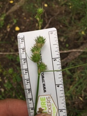 Carex tetrastachya