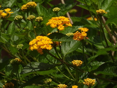 Lantana depressa