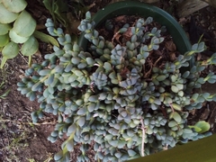 Corpuscularia