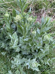 Lepidium draba